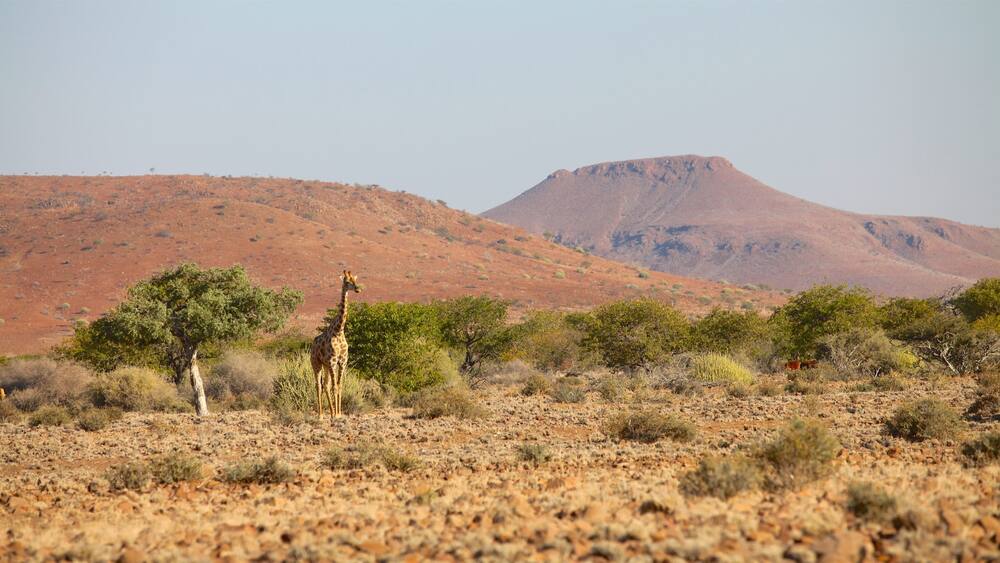 Palmwag som inkluderer rolig landskap, ørkenutsikt og landdyr