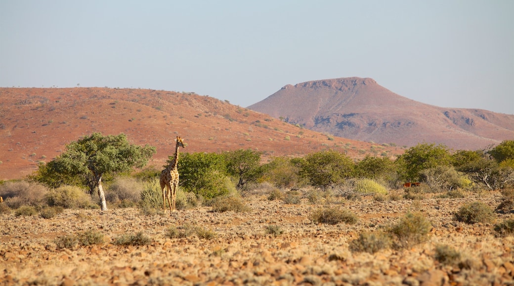 Palmwag mostrando vista al desierto, escenas tranquilas y animales terrestres