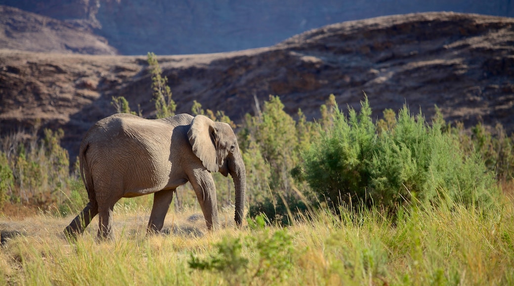 Namíbia caracterizando animais terrestres e paisagens do deserto