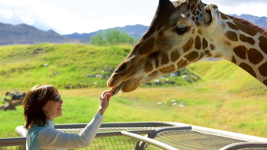 Living Desert Zoo and Gardens featuring tranquil scenes and land animals as well as an individual female