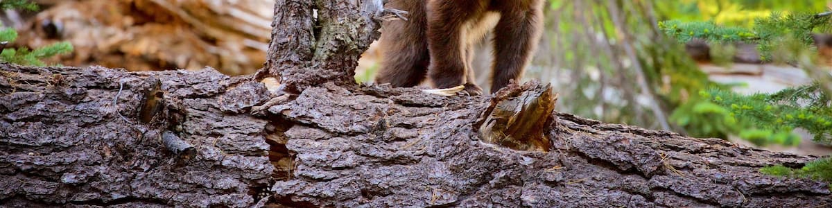 Mill Creek welches beinhaltet Waldmotive und gefährliche Tiere