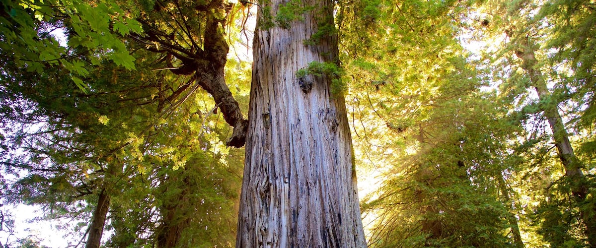 California