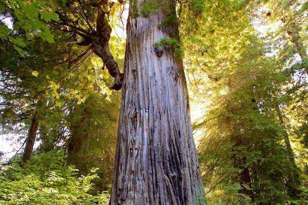 Californie mettant en vedette forĂȘts
