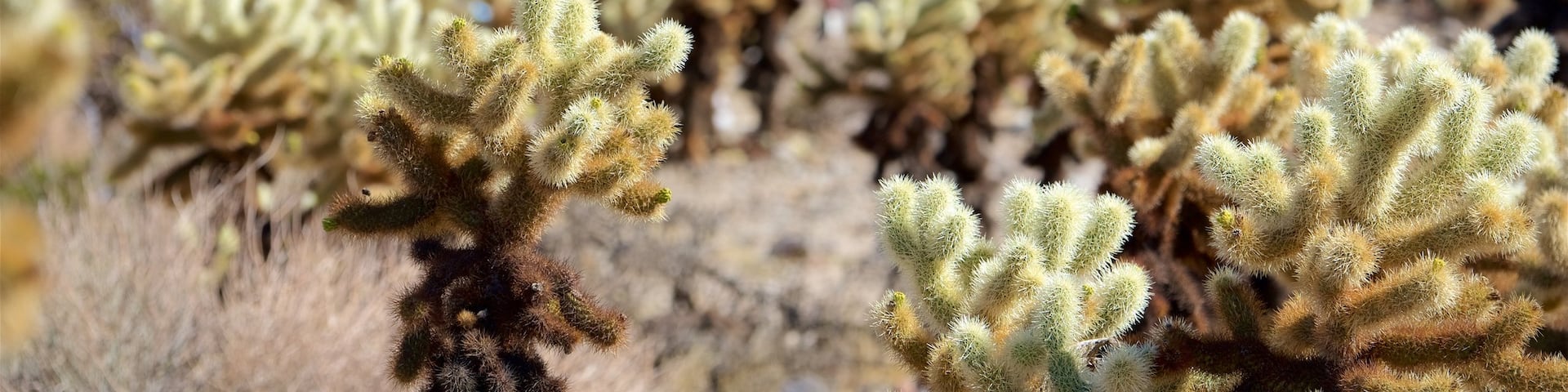 Parque Nacional Joshua Tree