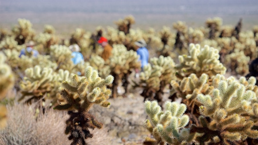 Parque Nacional Joshua Tree