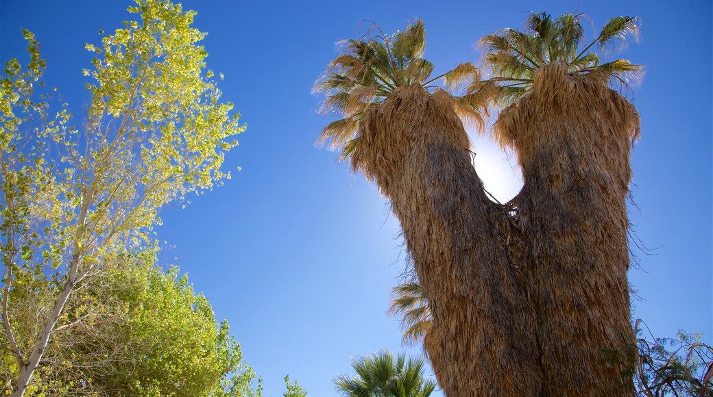 Cottonwood Springs