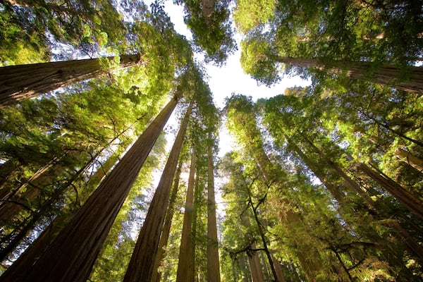 Redwood National and State Parks og byder på skovområder