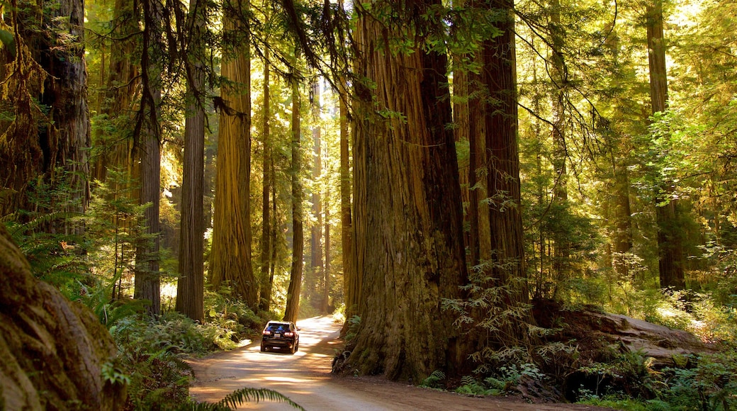 Parques nacionales y estatales Redwood mostrando paseos en todoterreno, un atardecer y bosques