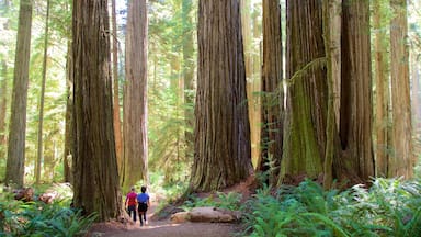 Boy Scout Tree Trail featuring hiking or walking and forests as well as a couple