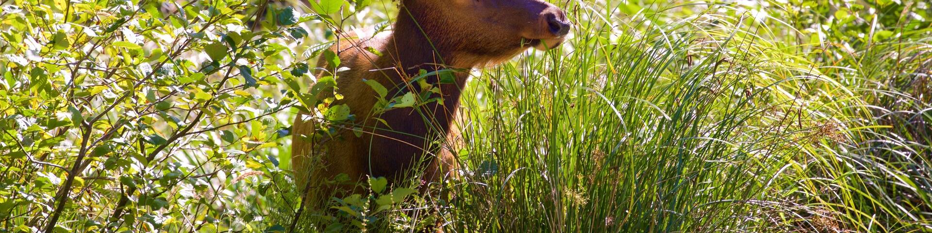 Redwood National and State Parks
