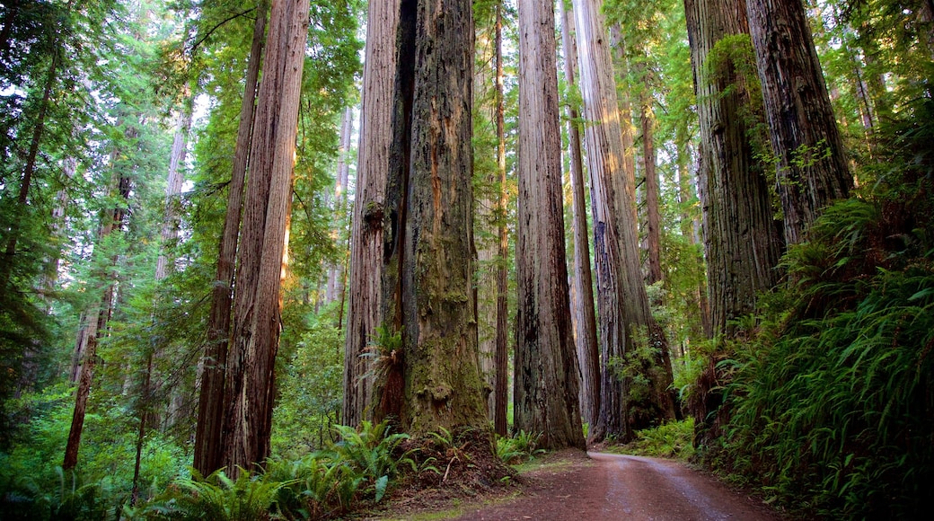 Parque Nacional de Redwood que inclui cenas de floresta