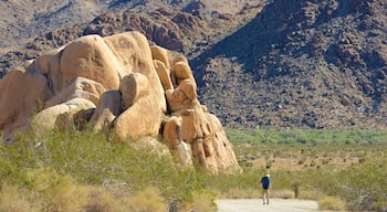 Parque Nacional de Joshua Tree mostrando paisagens do deserto e cenas tranquilas assim como um homem sozinho