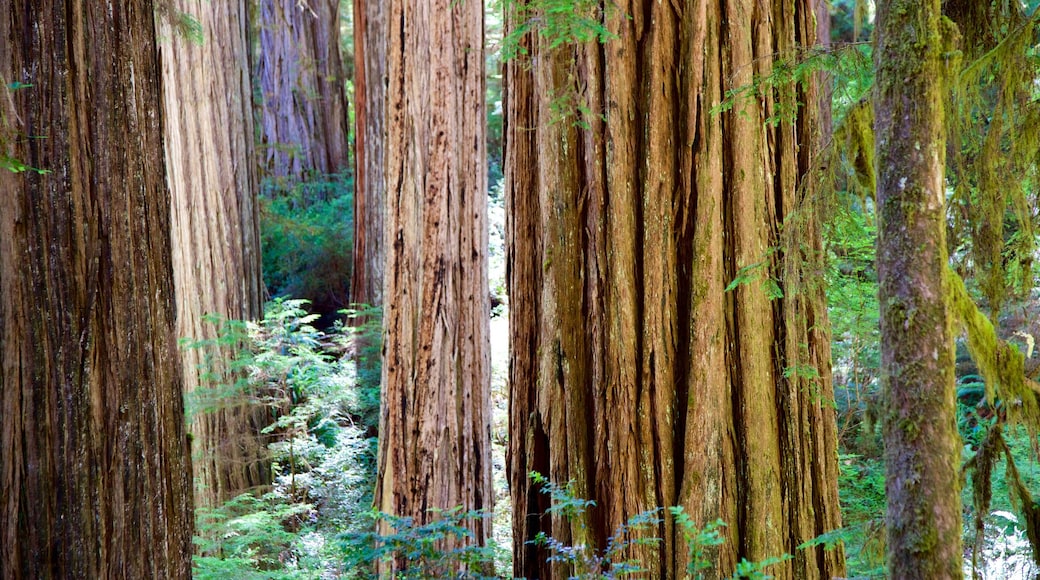 Redwood National and State Parks