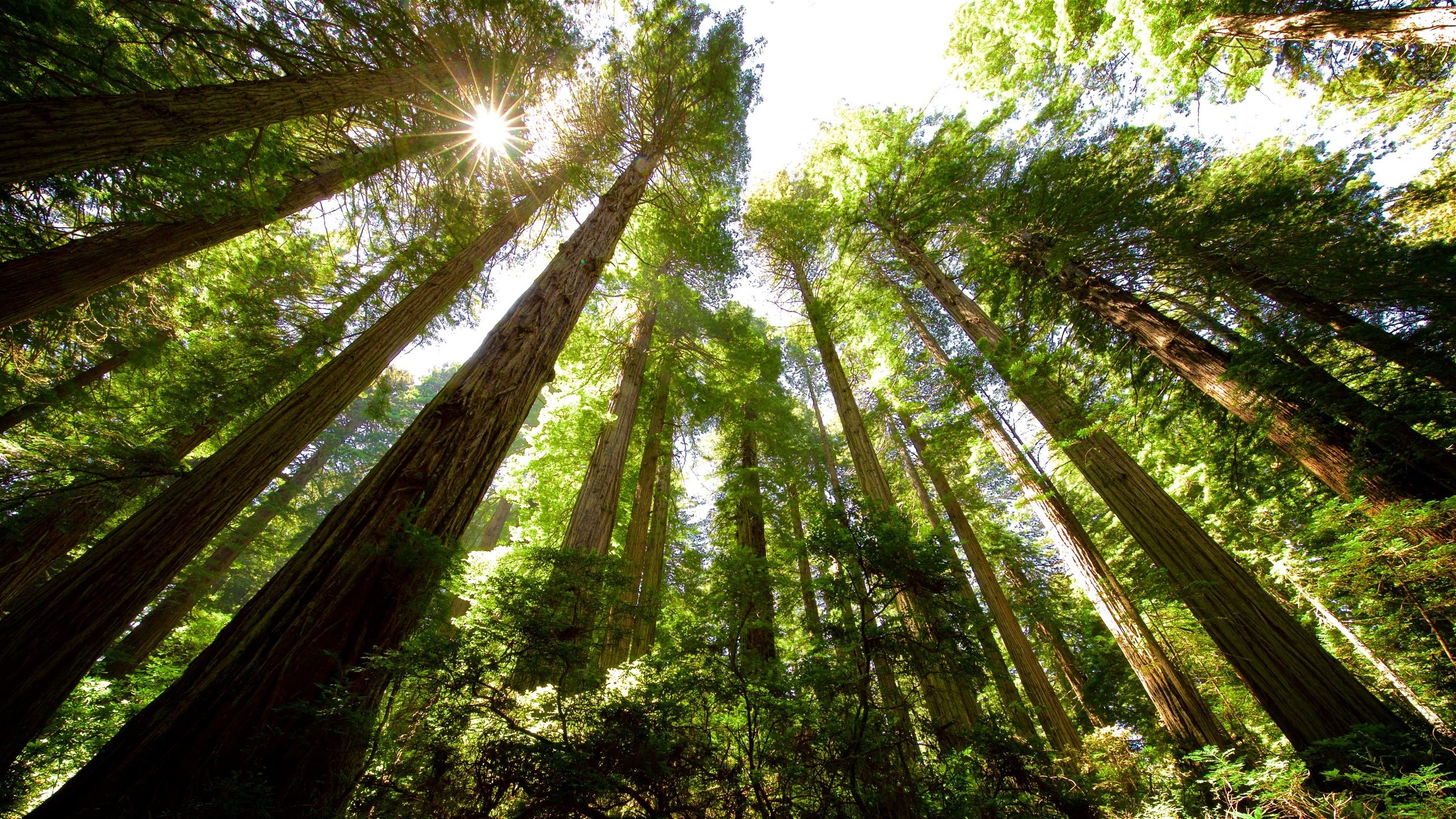 レッドウッド国立州立公園 カリフォルニア州 エクスペディア