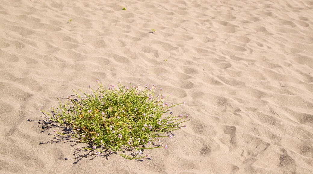 Redwood National and State Parks featuring a beach