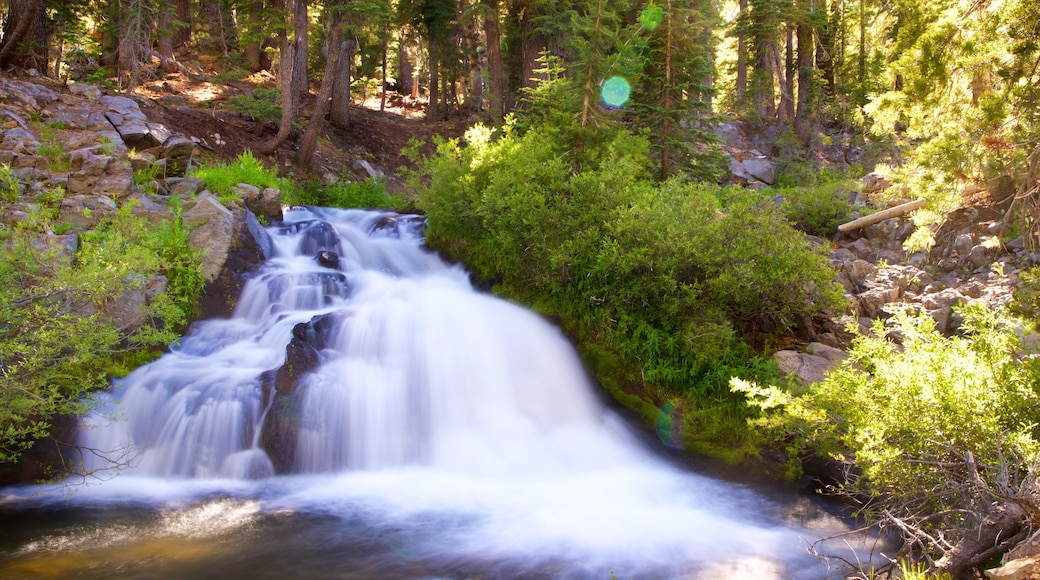 Mill Creek das einen Wälder und Wasserfall