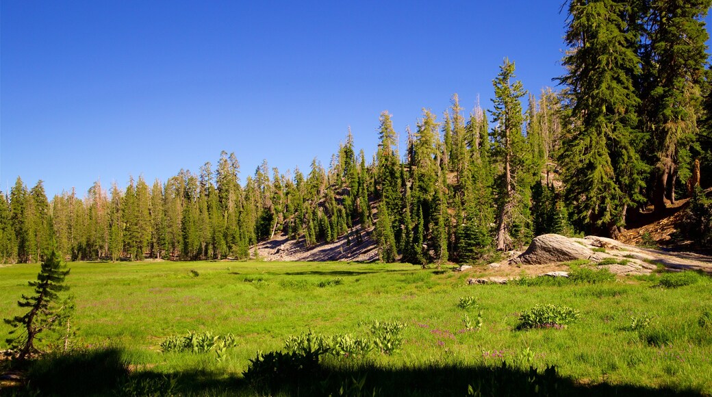 Mill Creek caratteristiche di paesaggio forestale e paesaggi rilassanti