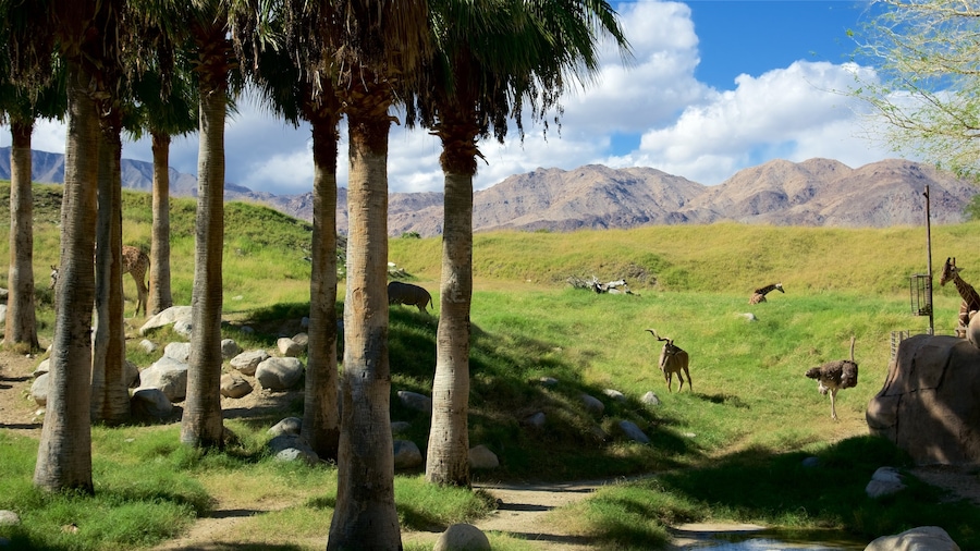 Living Desert Zoo and Gardens which includes a garden, dangerous animals and zoo animals