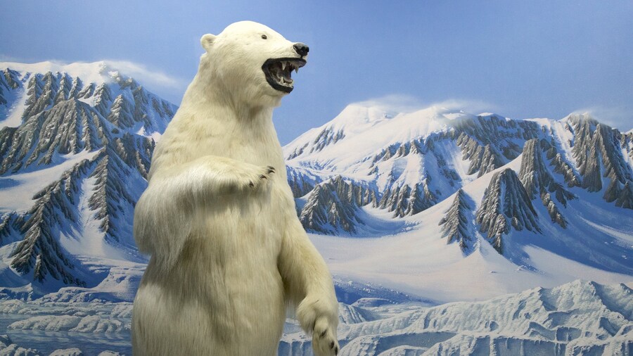 Exhibit featuring a polar bear at the Wilbur D. May Center in Reno, Nevada.