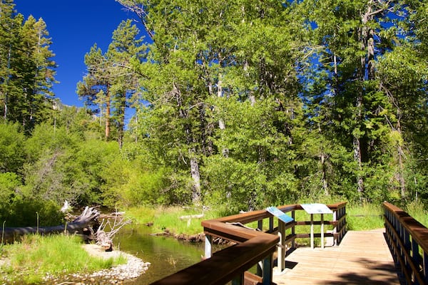 Taylor Creek Visitor Center som inkluderar skogar, en bro och en Ă„ eller flod