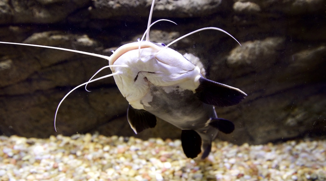 Terry Lee Wells Nevada Discovery Museum showing marine life