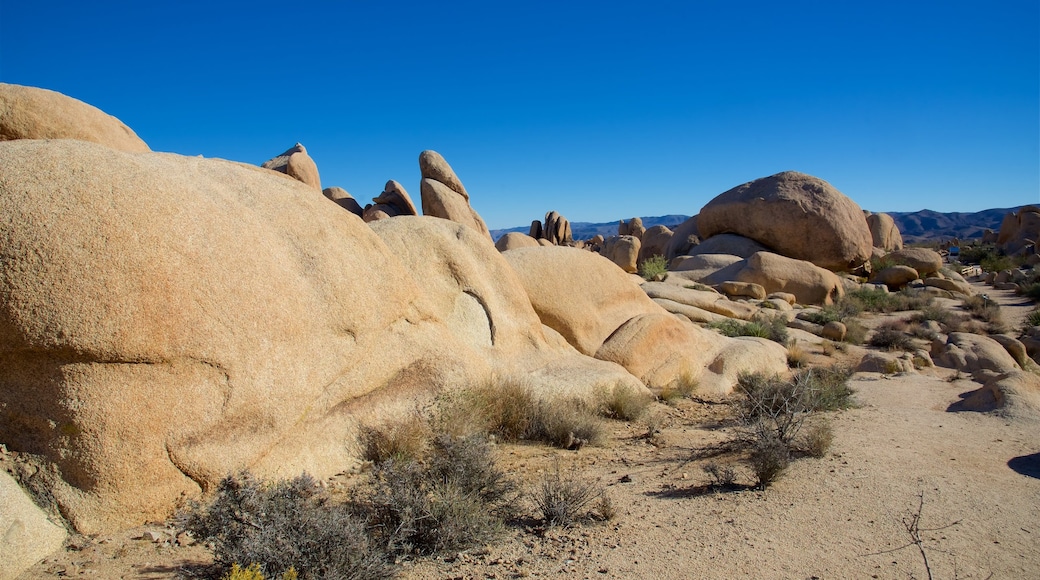 Joshua Tree Nationalpark welches beinhaltet Wüstenblick