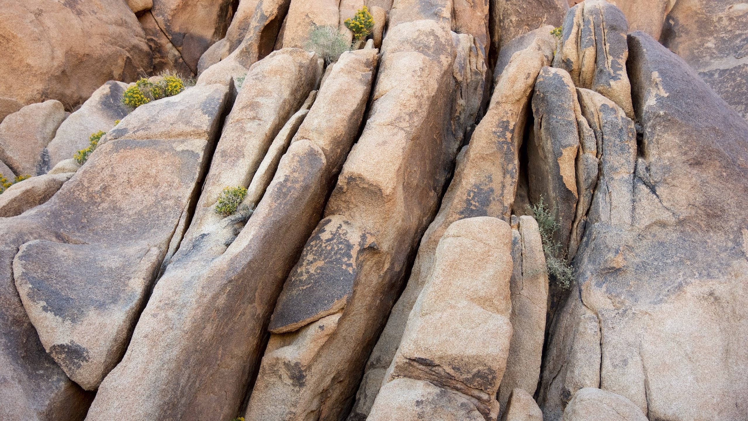 Joshua Tree National Park