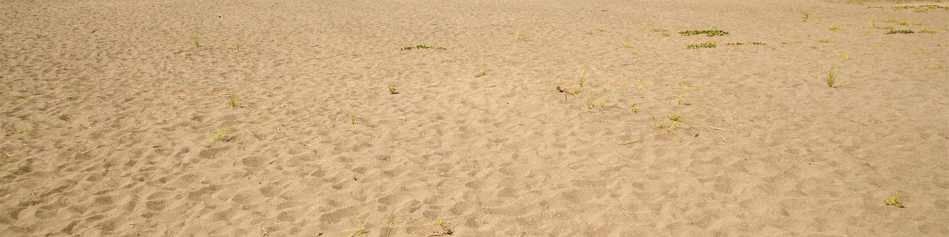 Redwood National and State Parks featuring a sandy beach and landscape views