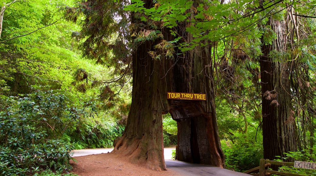 Redwood National and State Parks og byder på skiltning og skovområder