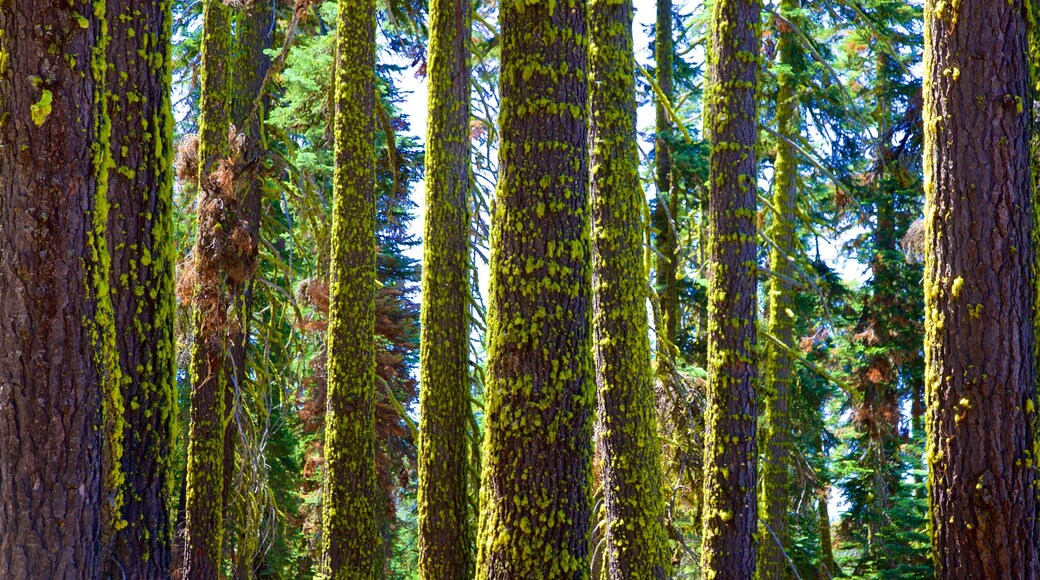 Mill Creek showing forests