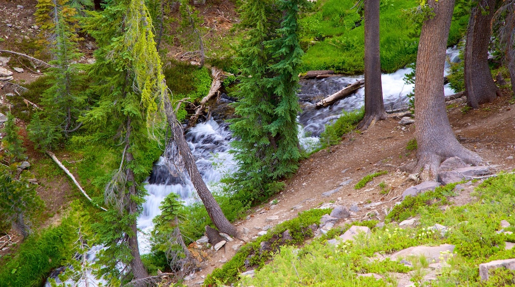 Mill Creek toont bos en een rivier of beek
