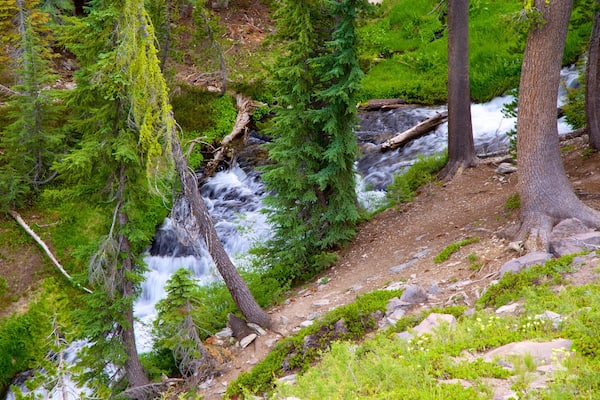 Mill Creek mettant en vedette riviĂšre ou ruisseau et forĂȘts