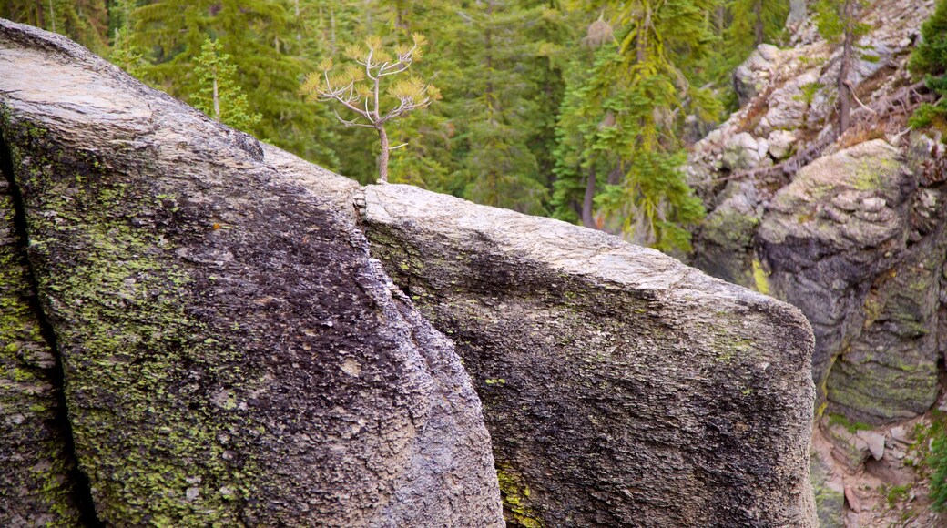 Mill Creek welches beinhaltet Wälder