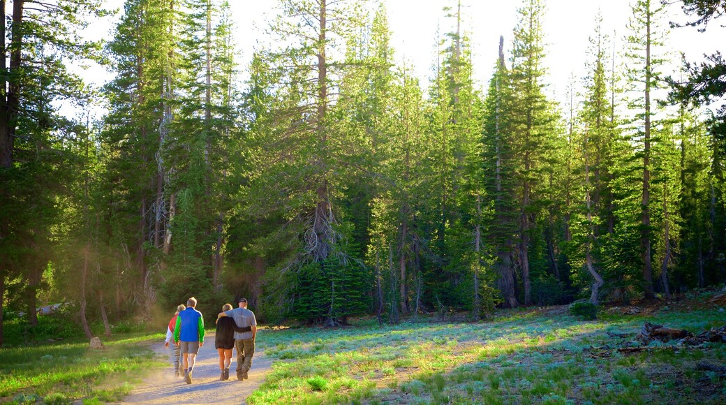 Kings Creek Falls showing hiking or walking and forest scenes as well as a small group of people