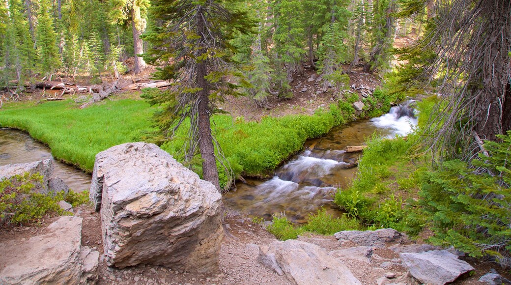 Kings Creek Meadow