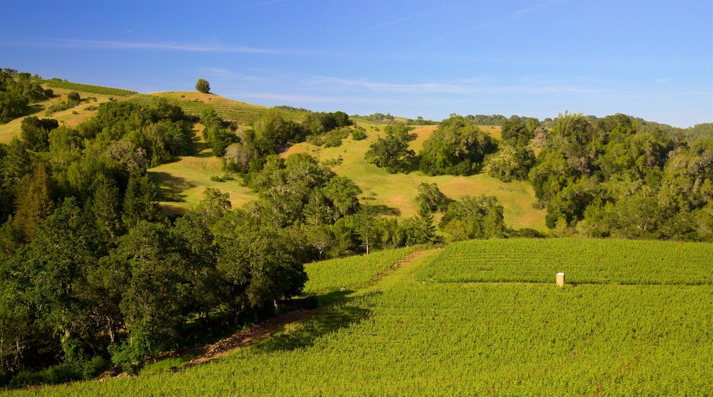 Napa Valley showing farmland and tranquil scenes