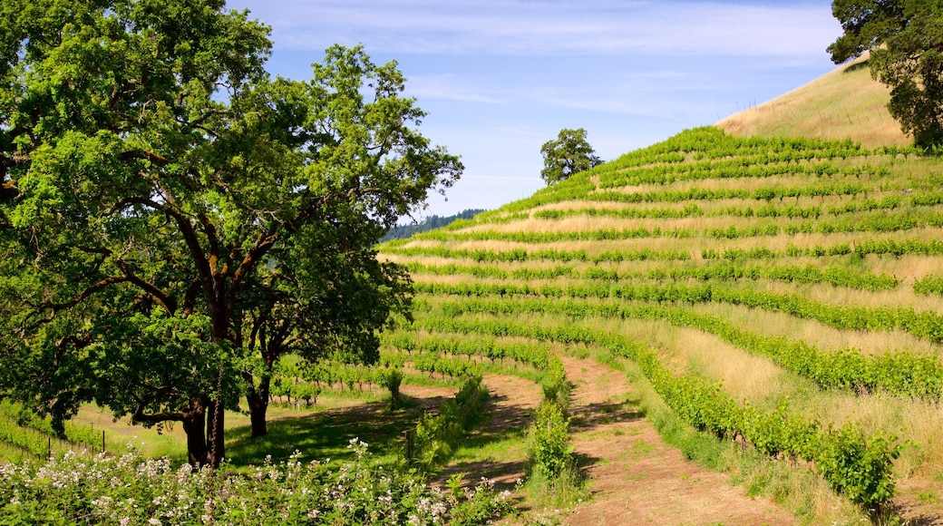 Chateau Montelena Winery which includes tranquil scenes and farmland