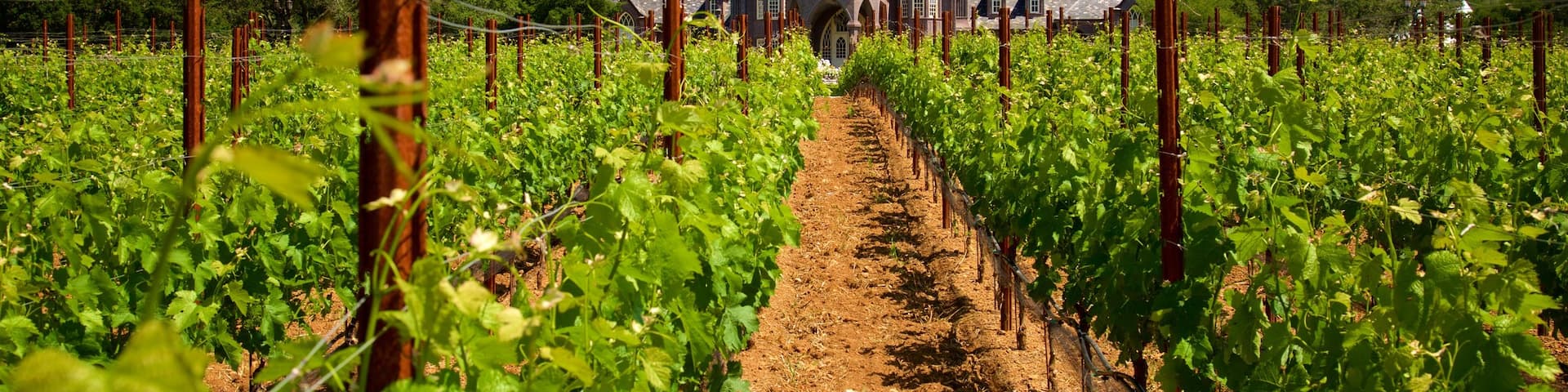 Ledson Winery and Vineyards featuring farmland, tranquil scenes and heritage elements