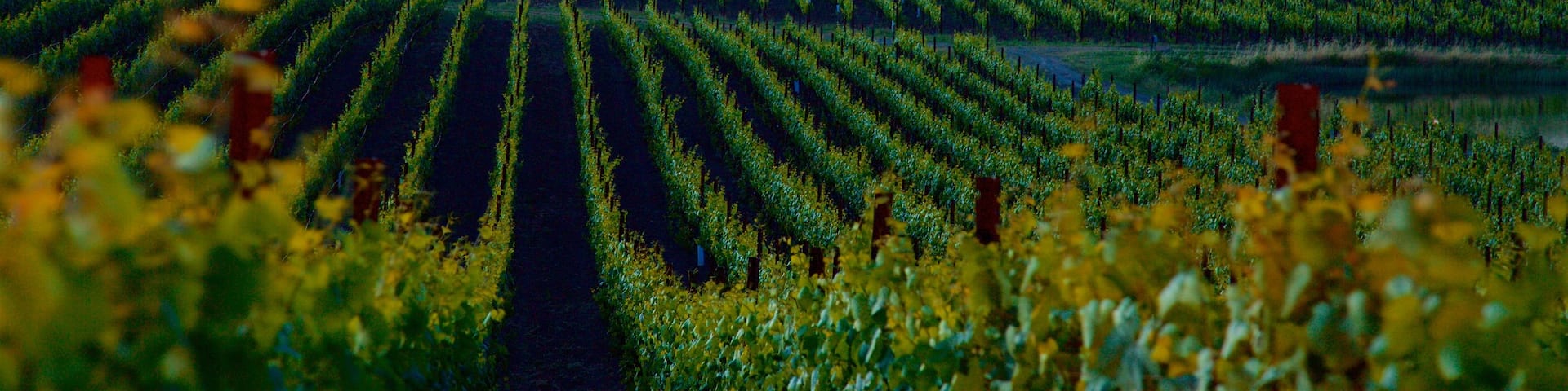 Napa showing farmland, tranquil scenes and a sunset