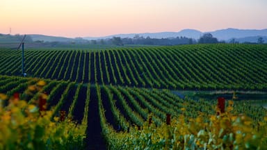 Napa presenterar stillsam natur, en solnedgång och åkrar