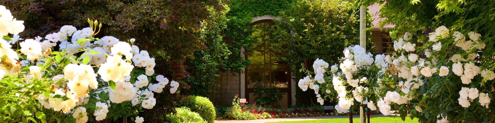 Dry Creek Vineyard featuring flowers and a park