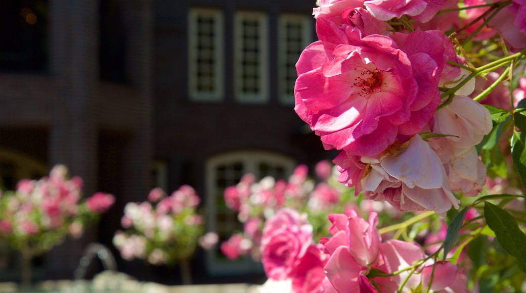 Ledson Winery and Vineyards which includes flowers