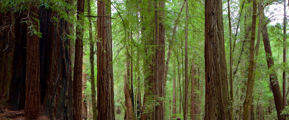 Réserve naturelle Armstrong Redwoods mettant en vedette scÚnes forestiÚres aussi bien que couple