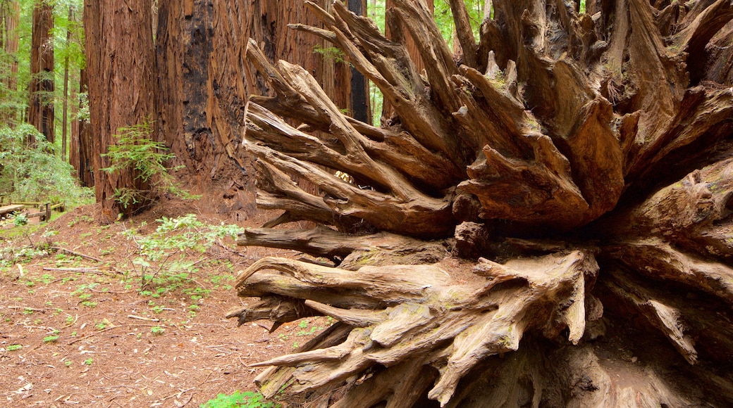 Armstrong Redwoods State Park som visar skogar