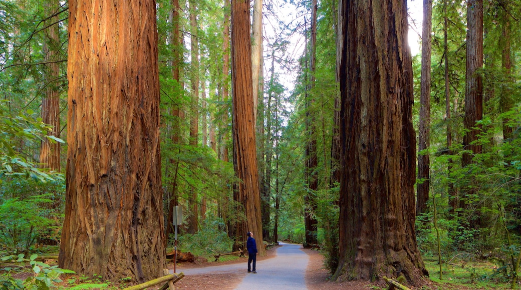Guerneville ofreciendo bosques y también un hombre