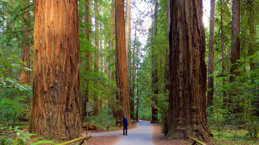 Guerneville ofreciendo bosques y también un hombre
