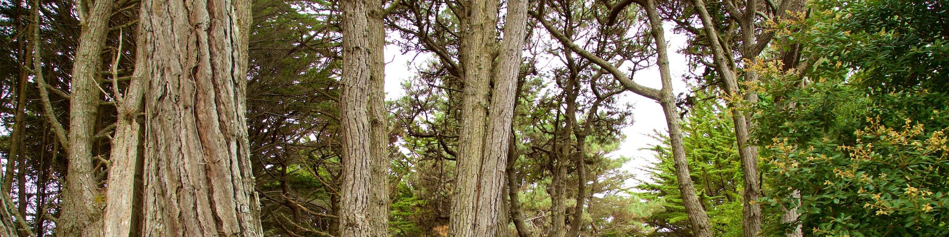Mendocino Coast Botanical Gardens which includes a garden
