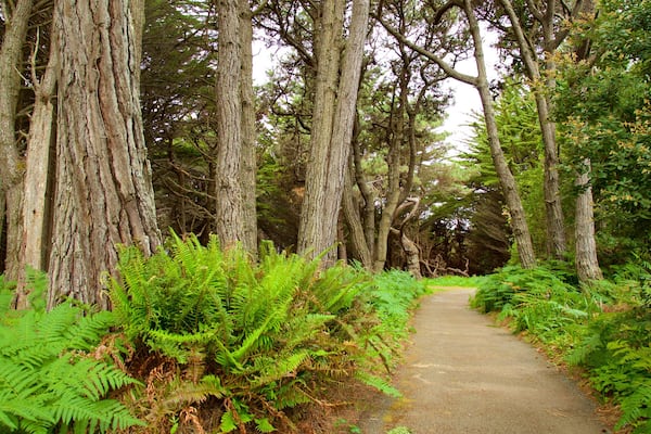 Mendocino Coast Botanical Gardens which includes a garden