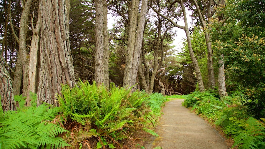 Mendocino Coast Botanical Gardens which includes a garden