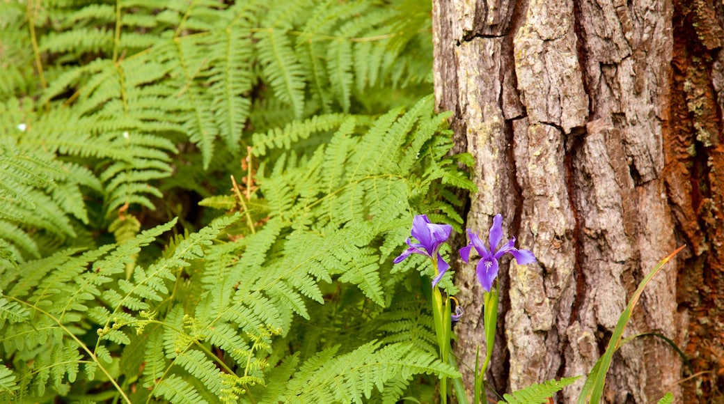 Mendocino Coast Botanical Gardens showing wild flowers